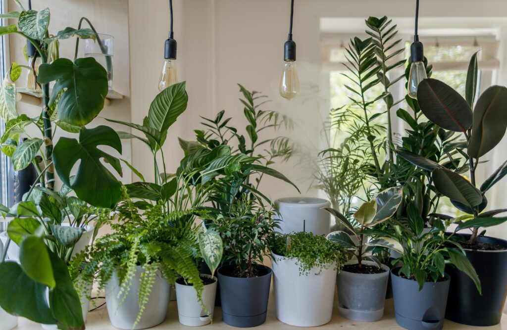Most Common Houseplant Pests